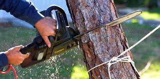 Reliable Coram, NY Tree Services Solutions