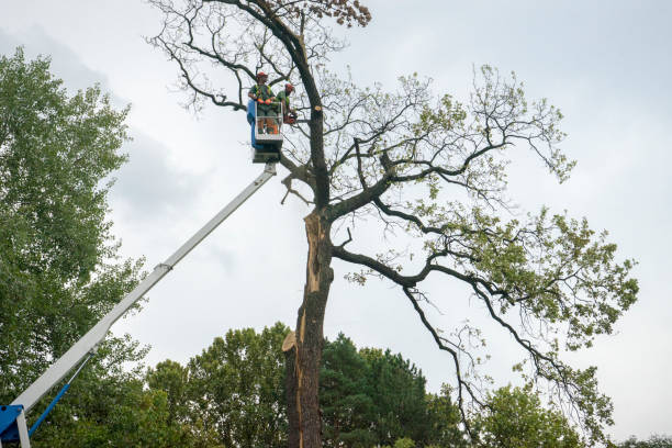 Best Seasonal Cleanup (Spring/Fall)  in Coram, NY