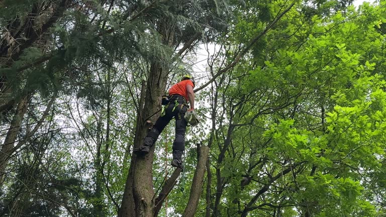 Best Tree Risk Assessment  in Coram, NY