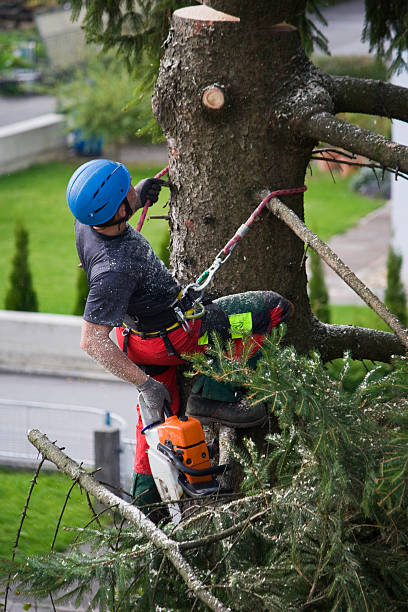 Best Tree Maintenance Programs  in Coram, NY