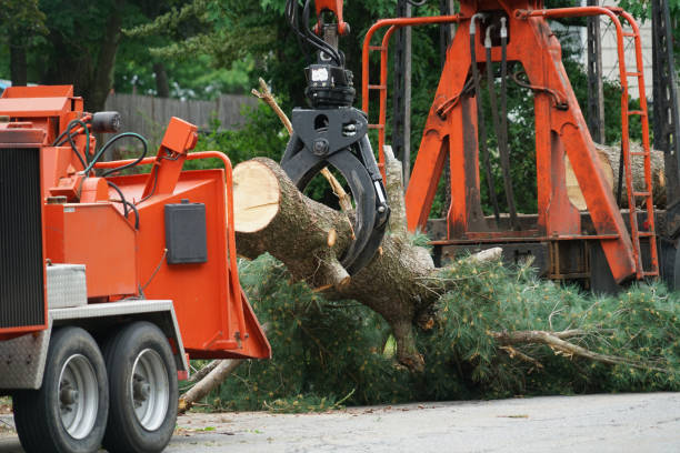 Best Root Management and Removal  in Coram, NY