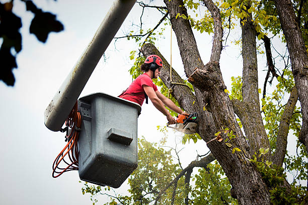 How Our Tree Care Process Works  in  Coram, NY