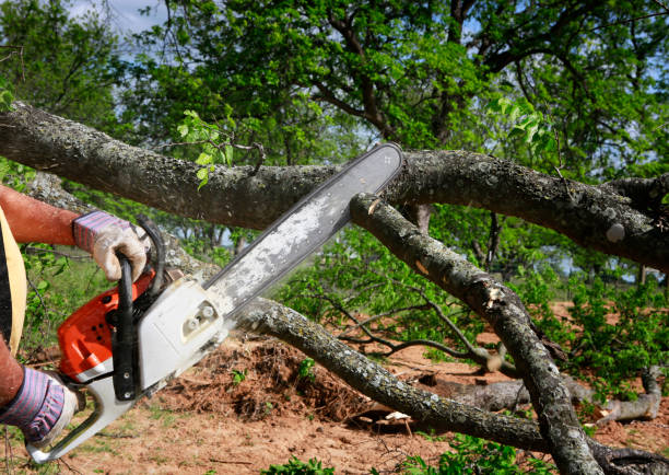  Coram, NY Tree Services Pros